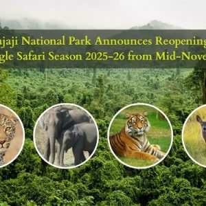 Rajaji National Park Announces Reopening of Jungle Safari Season from Mid-November